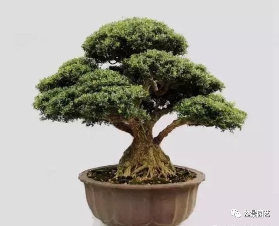 有哪些经典盆景树种,最值得收藏的六种盆景树种是哪些