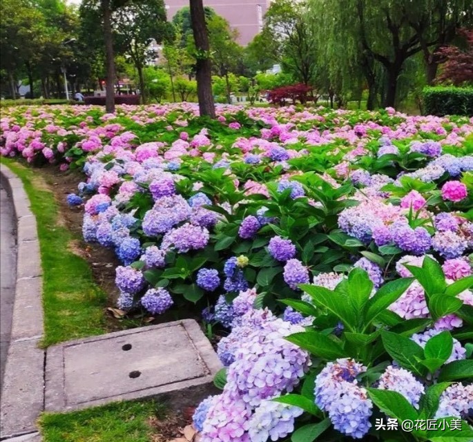 想养绣球花什么品种好看又好养,想种一颗绣球花