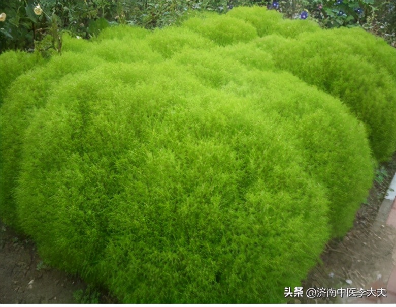 膀胱湿热会导致小便泡沫吗,膀胱湿热会导致什么