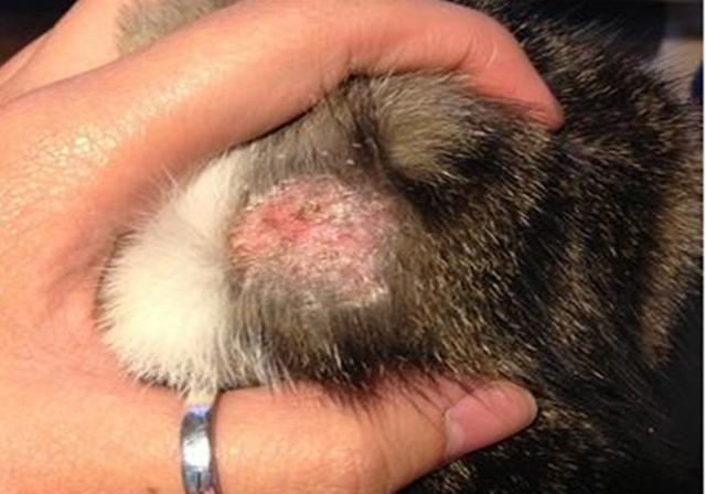 猫咪皮肤病怎么治除根,猫咪脱毛的原因及治疗方法