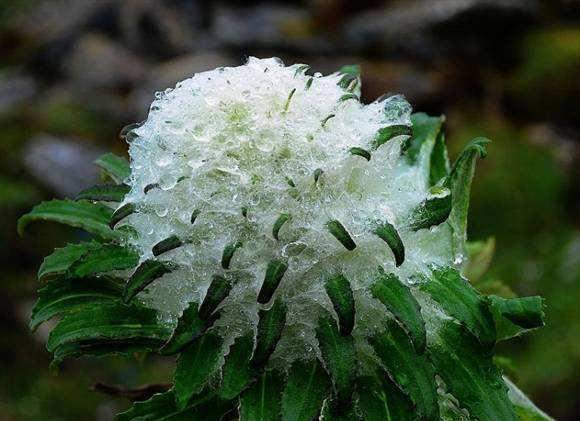 只生长在*疆新**和*藏西**的植物，拍卖价高达几十万，国家已经禁止采挖