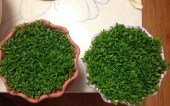 盆栽怎么防止土漏,盆栽花浇水浇不透怎么办