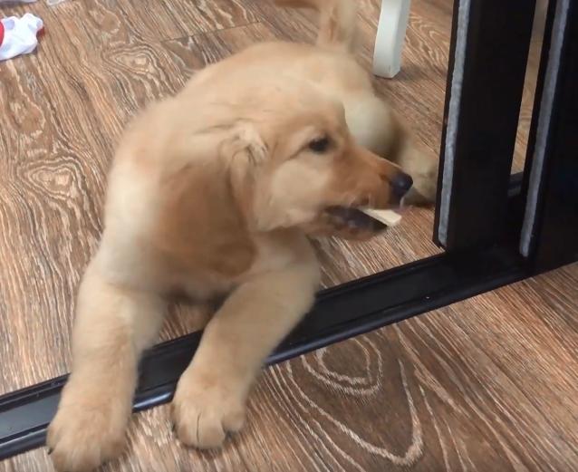 狗狗嚼了一下口香糖没有吞掉,小狗狗吃口香糖