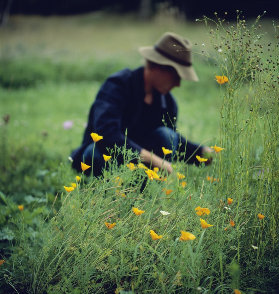 这朵“菊花”用在发痒、发红的脸上很合适!