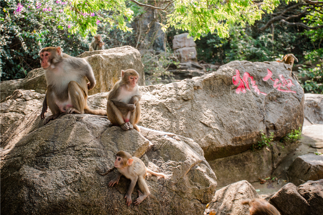 海南必玩猴岛与呆呆丨看萌呆猕猴,呆呆岛发呆