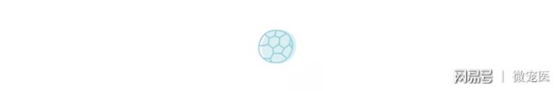 什么样的吉娃娃长不大,吉娃娃品种对比