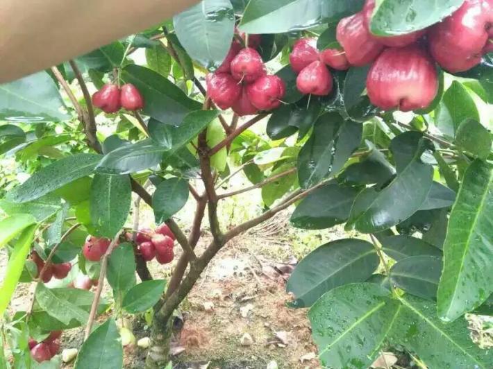 莲雾开花后还能修枝吗,莲雾开花怎么保花保果