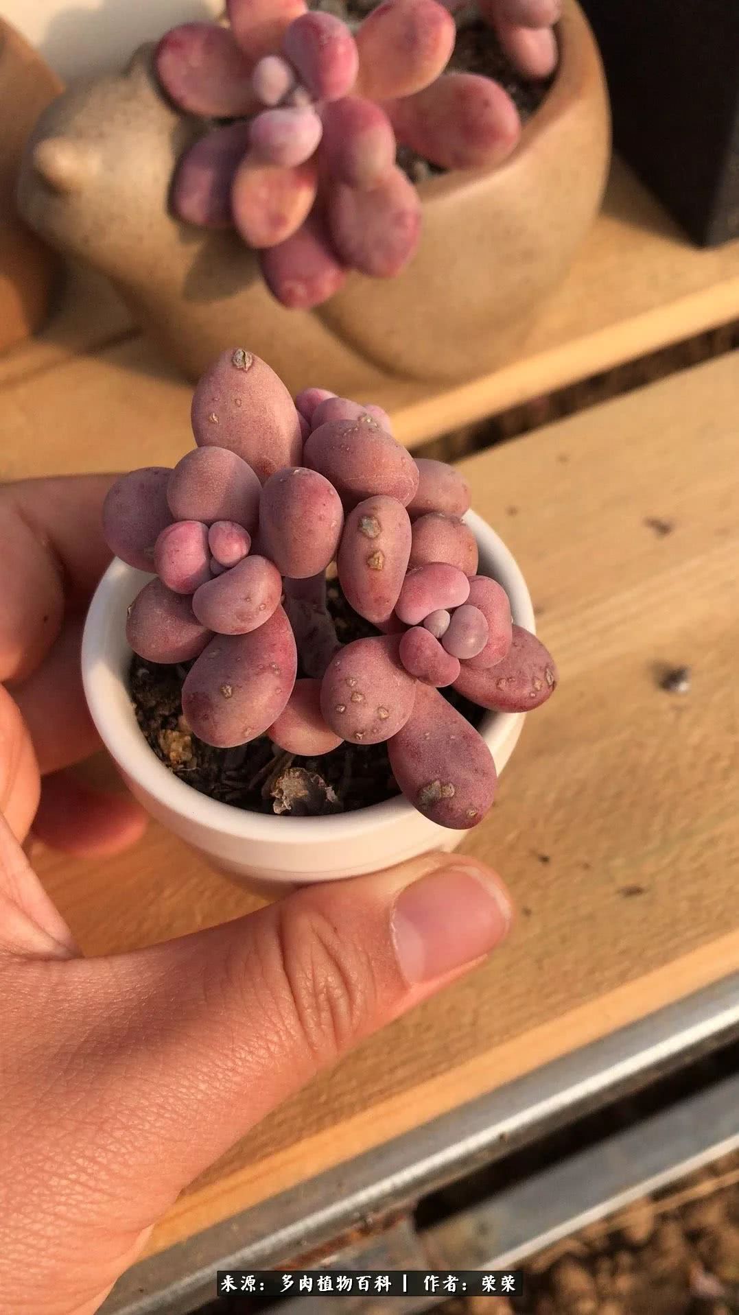 我在包邮区养肉，附多肉越冬度夏养护建议！