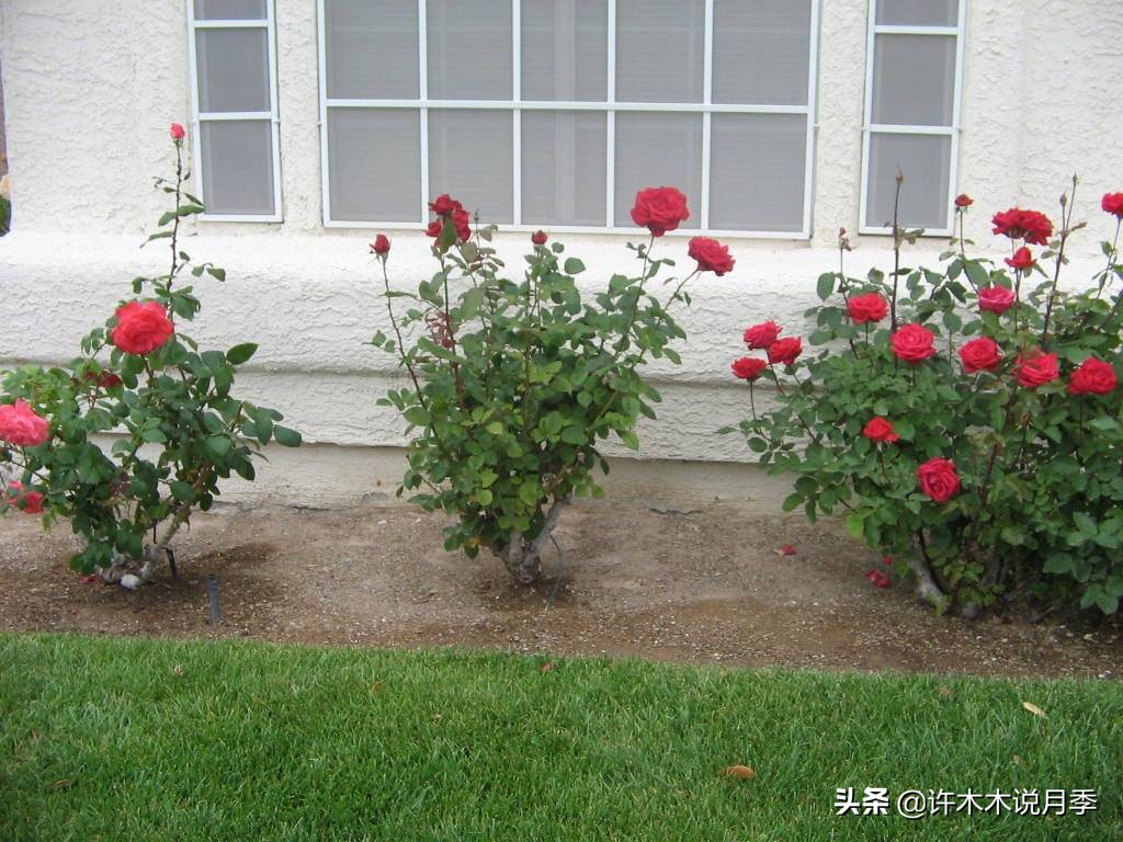 藤本月季怎么在阳台做花墙,藤本月季和蔷薇哪个更适合花墙