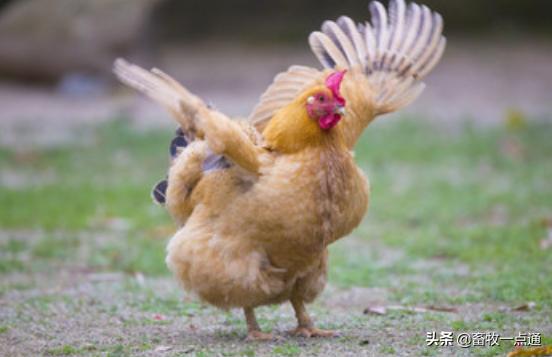 怎样预防绦虫及囊虫病,鸡球虫病最佳预防期