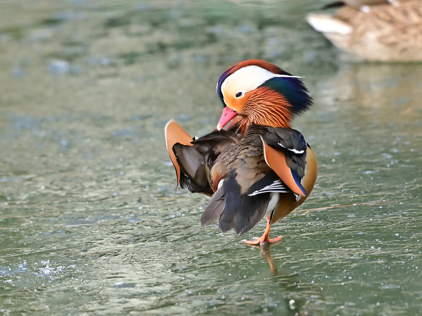 记录甜美的人像尼康z6实拍体验,尼康z6ii拍鸟怎么样