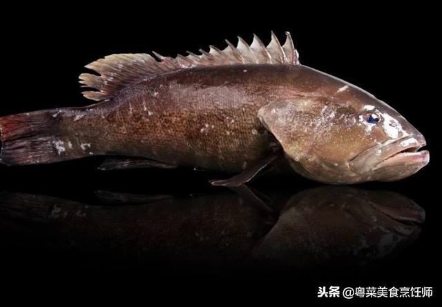 名贵海鲜食材排名,名贵海鱼大全图片