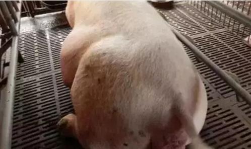母猪难产不用怕，轻松教你绝招来搞定