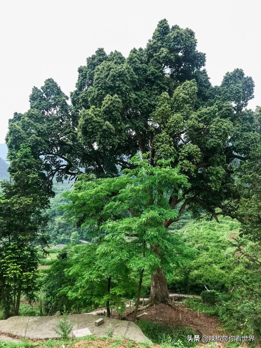 从西到东:贵州——沿河流“黔”行在这里一万种辣椒吃法向你奔来