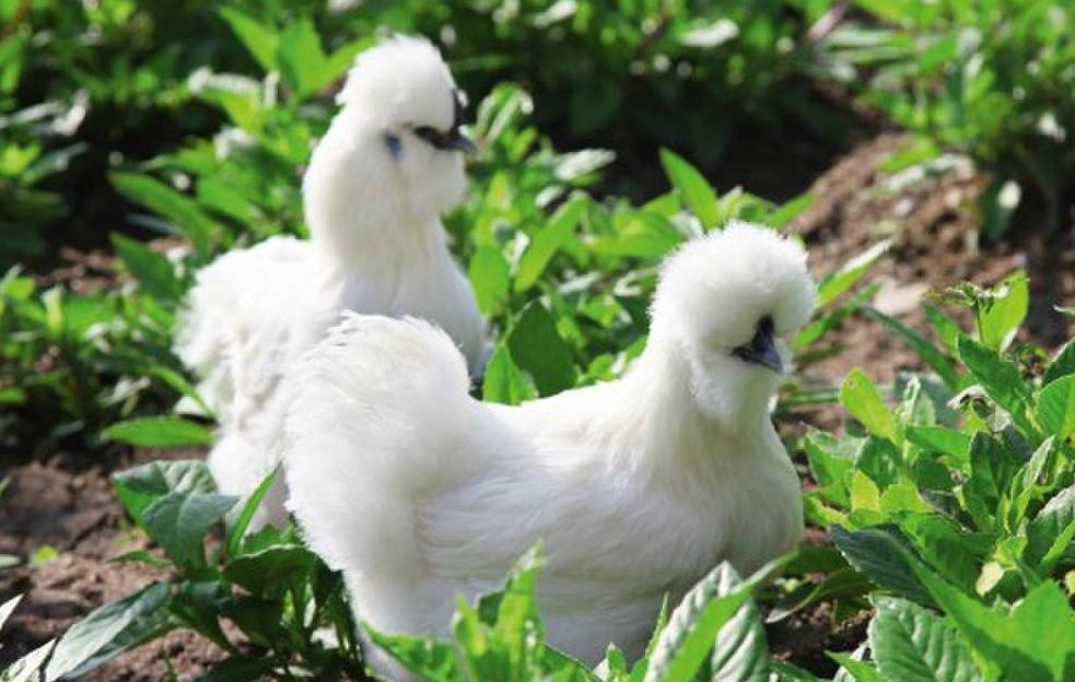 乌鸡为什么养不胖,乌鸡为什么养殖时间比较长