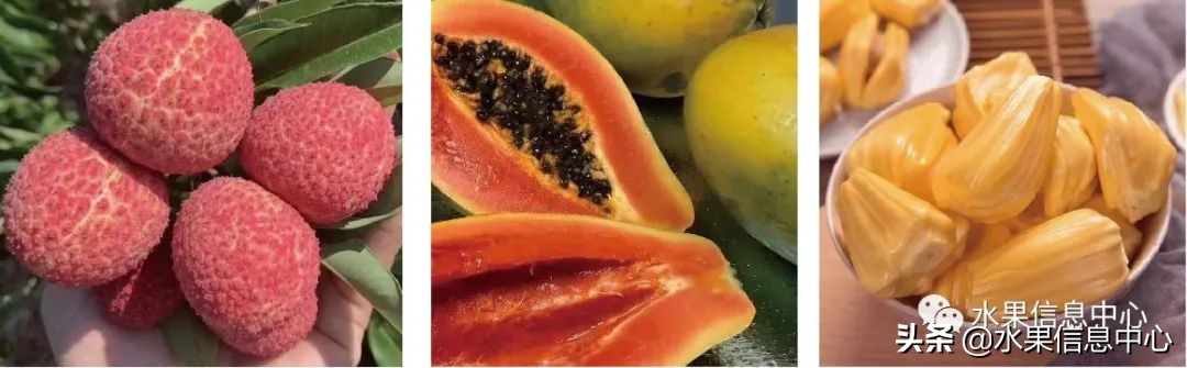 水果天堂：海南水果品种及上市时间表