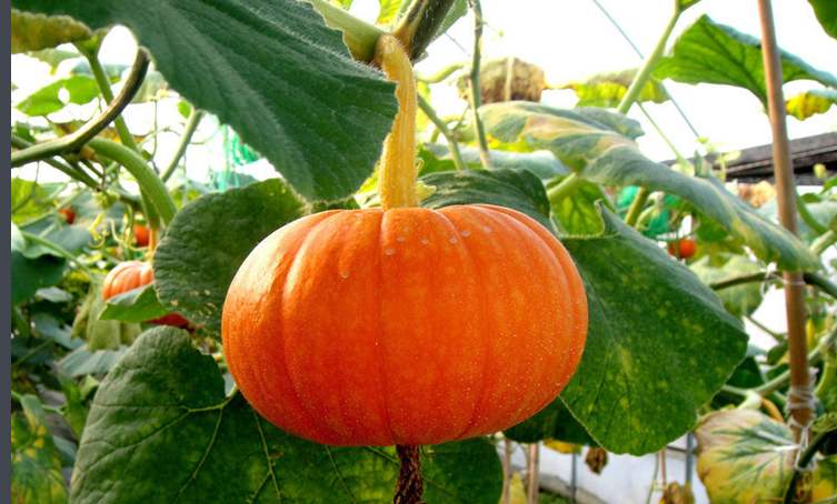 南瓜高产的最佳方法,蜜本南瓜种植前景及高产技术浅析
