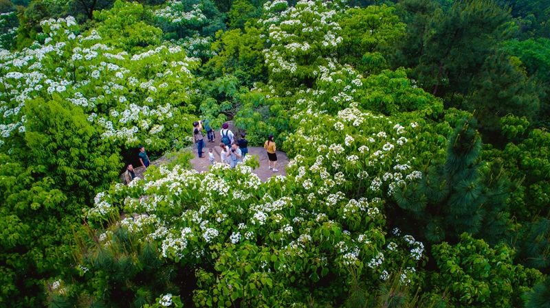 隐世原乡,又见桐花开。