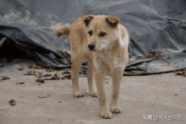 狗对着空气乱叫,狗为什么对着空气乱叫