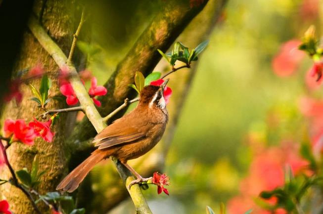 高清童年常见飞禽篇（值得珍藏）