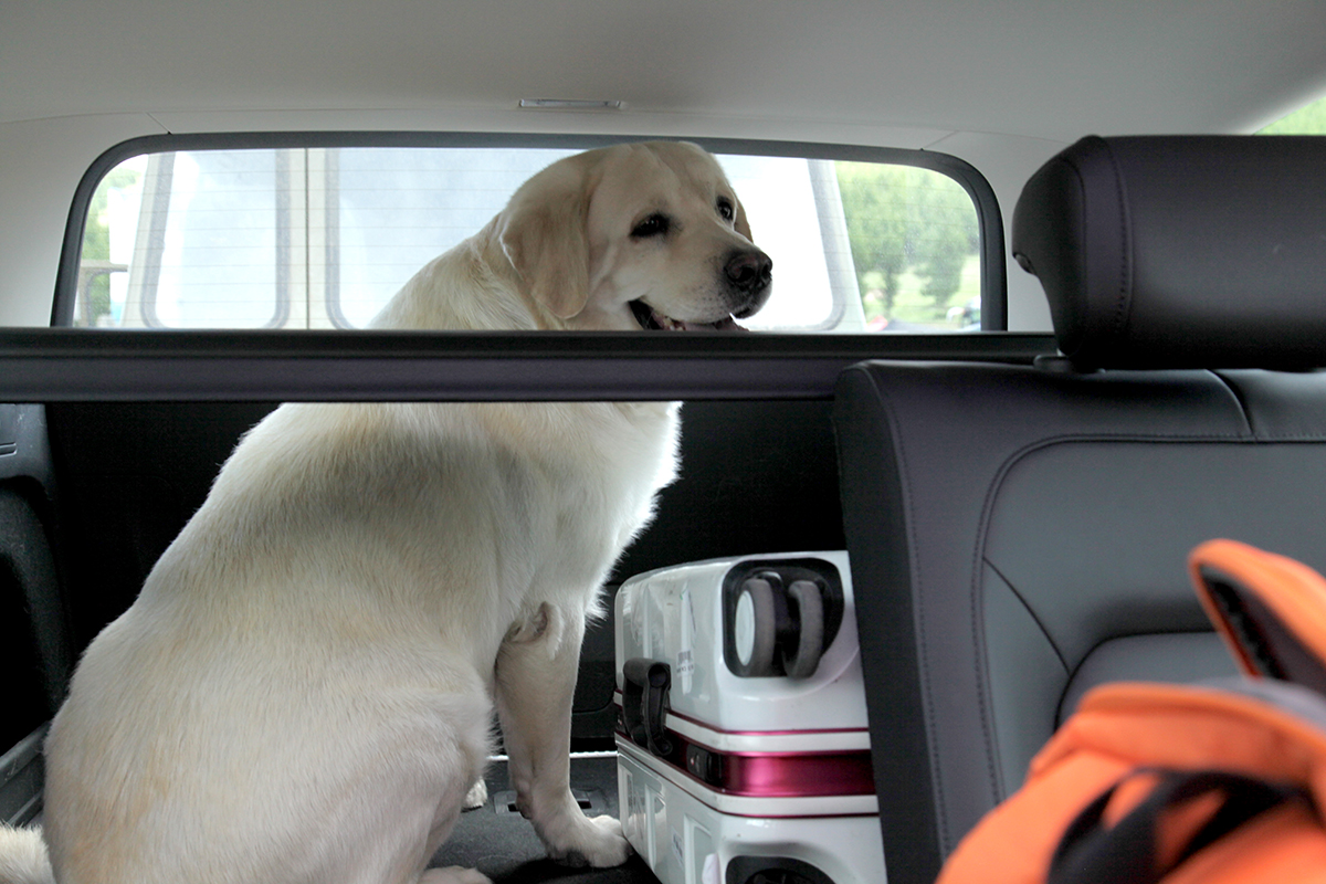 林林go视频,林林go自驾游