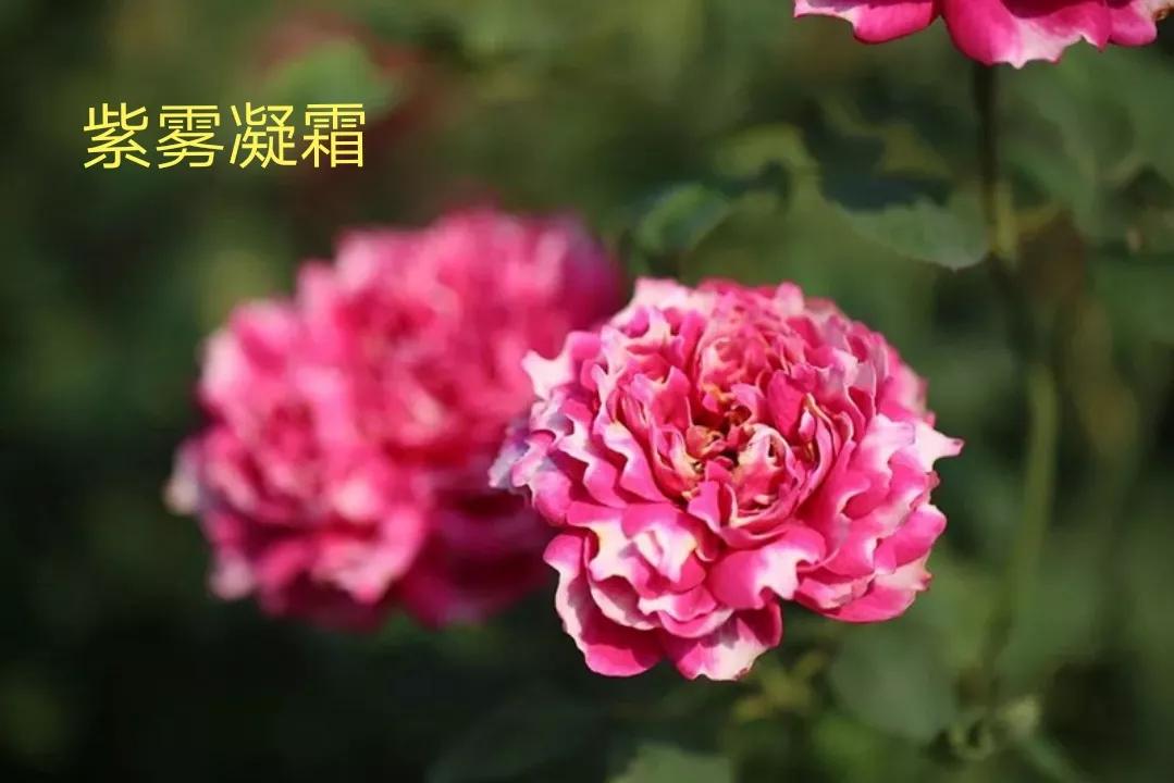 切花火焰月季的优缺点,常见切花月季一览