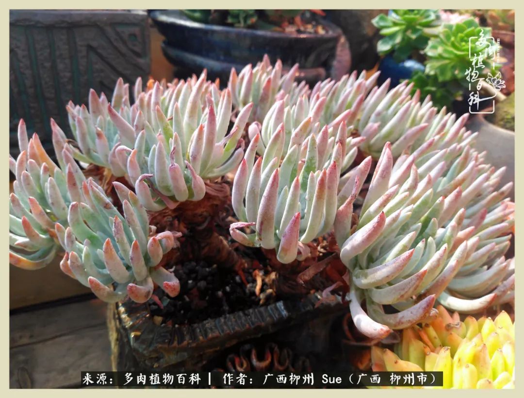 艳阳高照凉爽贵州,我要勤快地捕捉美好!(二)