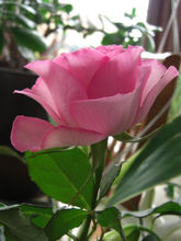 各种玫瑰的花语大不同,不同颜色玫瑰的花语与寓意是什么