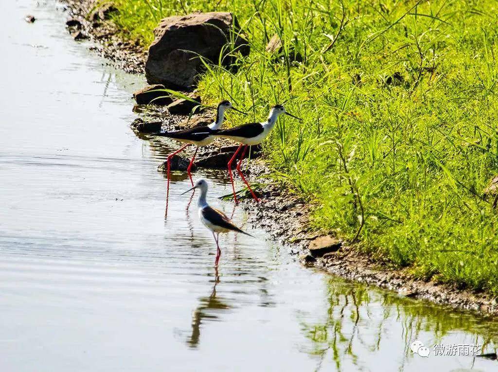 南京三桥湿地生态公园,南京三桥湿地公园