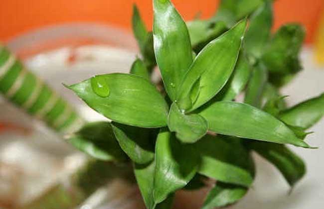 土培富贵竹子杆黄了还能返青吗,富贵竹还没生根就黄叶了怎么办