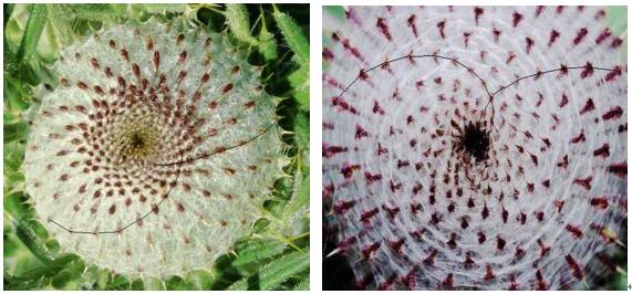 黄全愈：STEM是什么？还翻了个跟斗？而且翻不出历史的怪圈