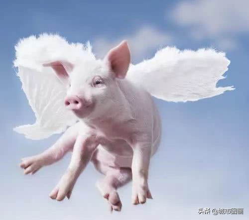 飞天猪未来价格,飞天猪价格最新