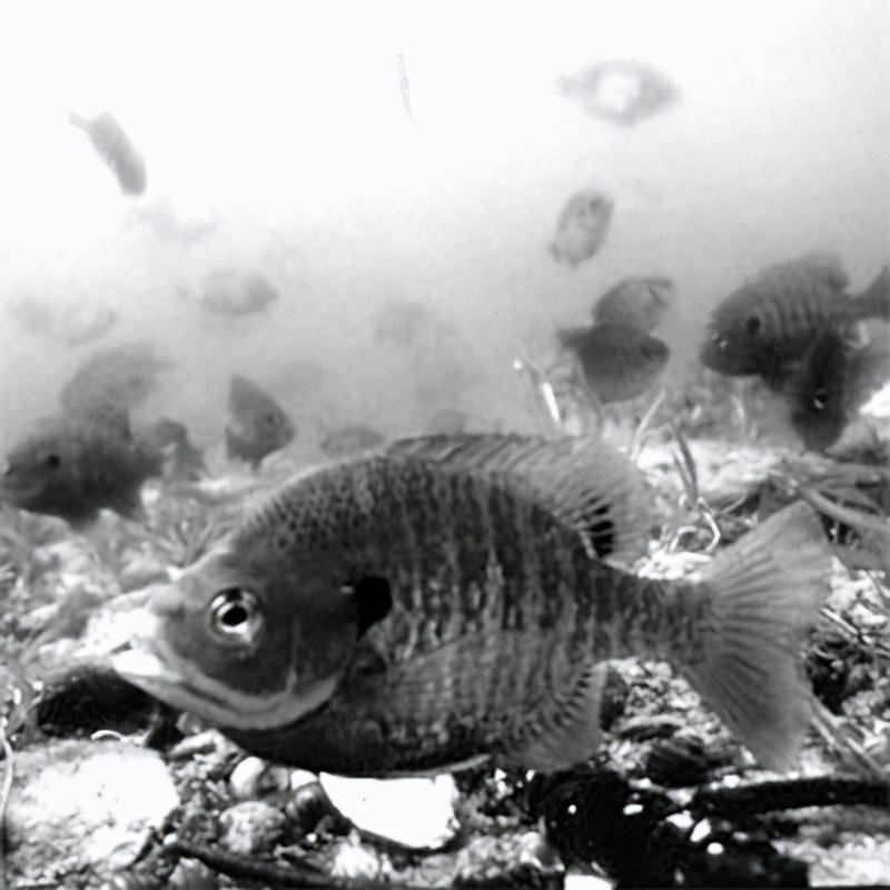 美洲太阳鱼入侵视频,外来入侵物种太阳鱼泛滥