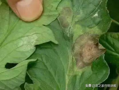 西红柿着色不均预防,大棚西红柿裂口并腐烂是什么原因