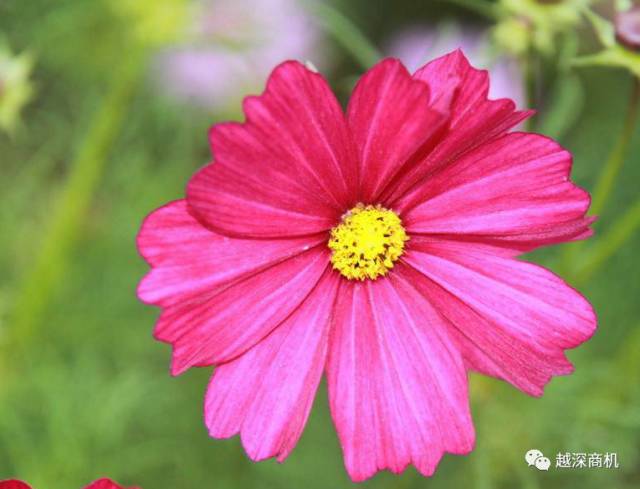 中国各大城市市花介绍,全国56市市花太美了的视频