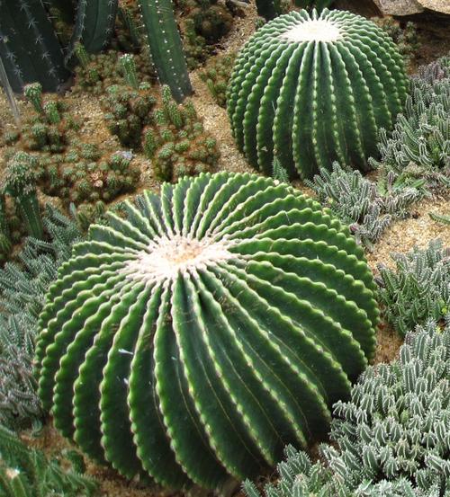 品种大全丨30个仙人球品种图鉴，每个都可爱肉萌到想要全部搬回家