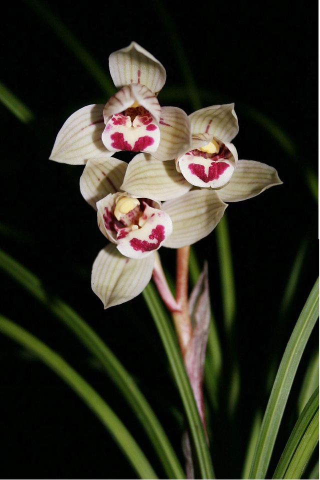 兰花珍品100种,名贵兰花100品欣赏