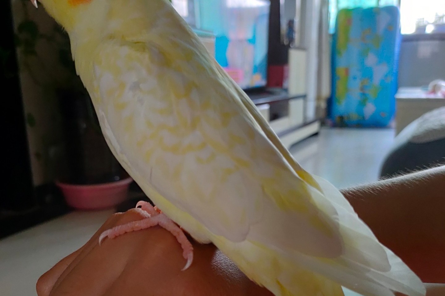 玄凤鹦鹉刚出生怎么辨别品种,玄凤鹦鹉有多少个品种