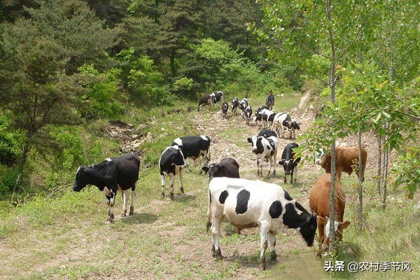 4种常见的农村创业项目诈骗,您必须了解,用这5招轻松应对!