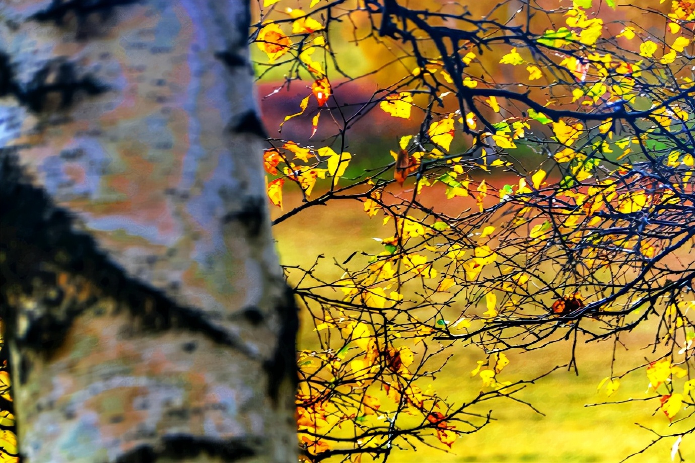 秋季最美的白桦林风景,坝上草原白桦林秋色图片