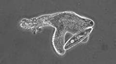 舌尖上的进化史：21亿年前的吃货细菌，最终演化成人类