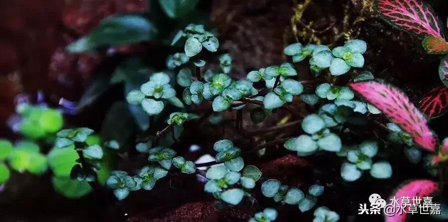 30cm水陆缸适合养什么,水陆缸植物前景中景后景搭配介绍