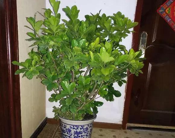 白天浇花花叶变黄,用什么方法养花叶子黄