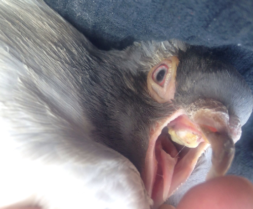 鸽子预防毛滴虫应饮甲硝唑几天,鸽子预防毛滴虫甲硝唑喂几天