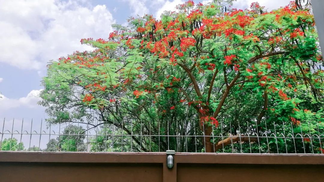 清迈的现状,清迈重逢