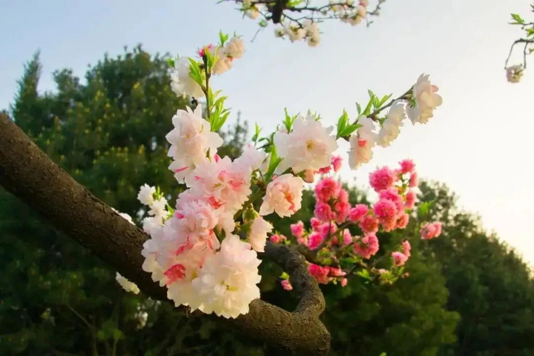 人生如花散文,散文朗诵生命的美丽