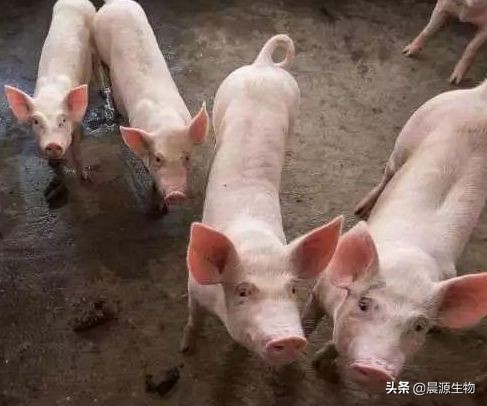 养猪有绝招——如何让僵猪不“僵”快速育肥｜晨源生物