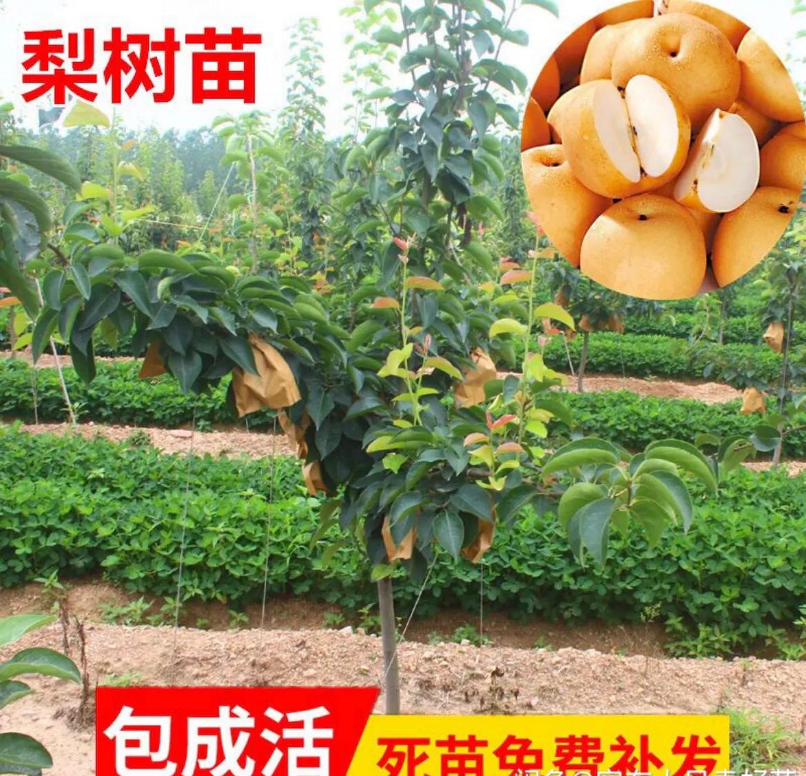 晚秋黄梨树苗哪里有售,早熟红心梨树苗出售