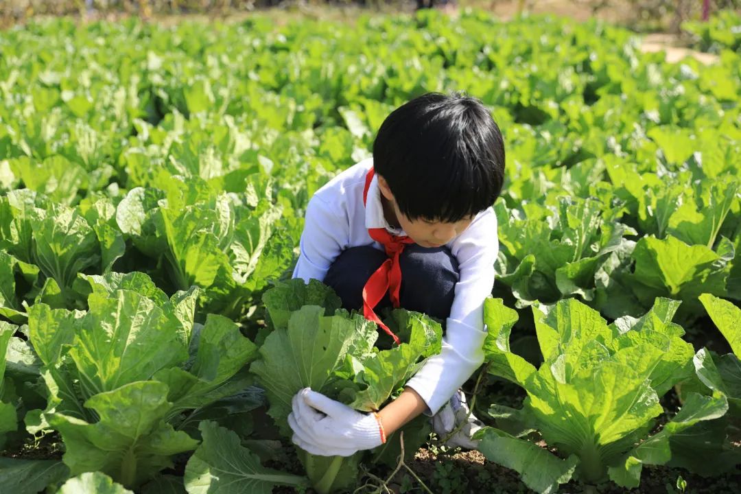 课后服务针对义务教育阶段吗,课后服务对教育教学的改变