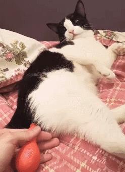 猫一天放了好几个臭屁,猫咪放的屁巨臭怎么回事